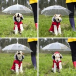 Cuatro vistas de perro con chaleco rojo bajo sombrilla transparente, usado por persona con botas moradas y pantalón negro, en campo verde.