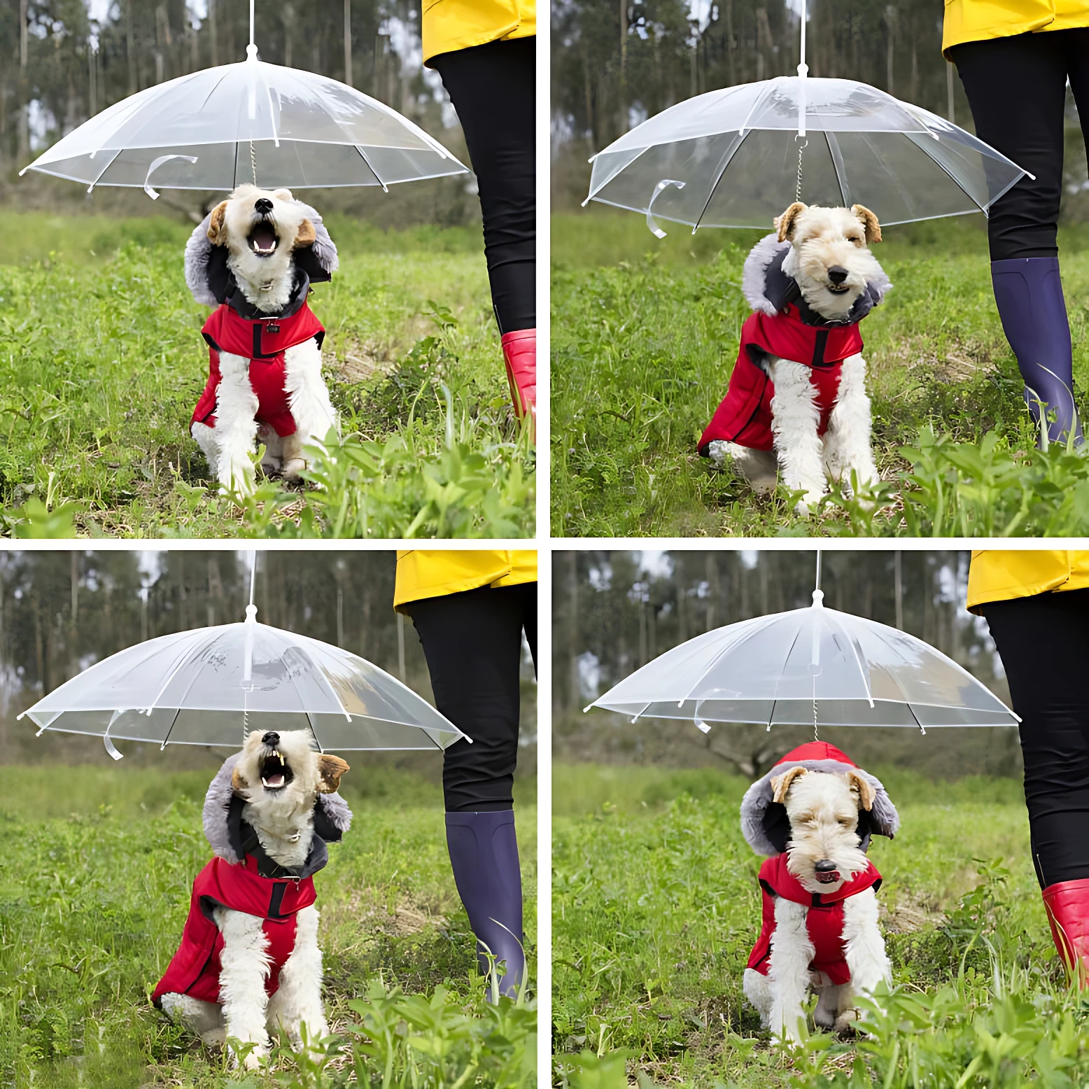 Cuatro vistas de perro con chaleco rojo bajo sombrilla transparente, usado por persona con botas moradas y pantalón negro, en campo verde.