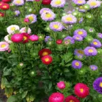 Plantas de aster Matsumoto en floración con múltiples capítulos florales en tonos fucsia, morado, lila, amarillo y blanco, ideales para exterior.