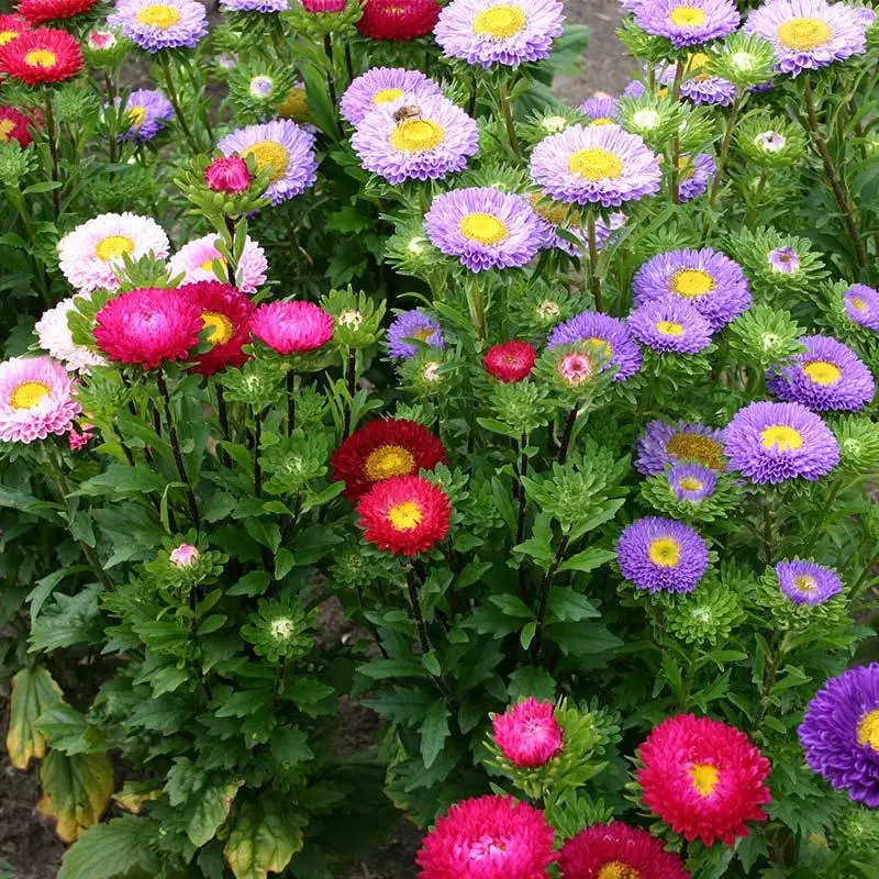 Semillas de flores aster Matsumoto para exterior - Decora tu jardin con flores coloridas y duraderas