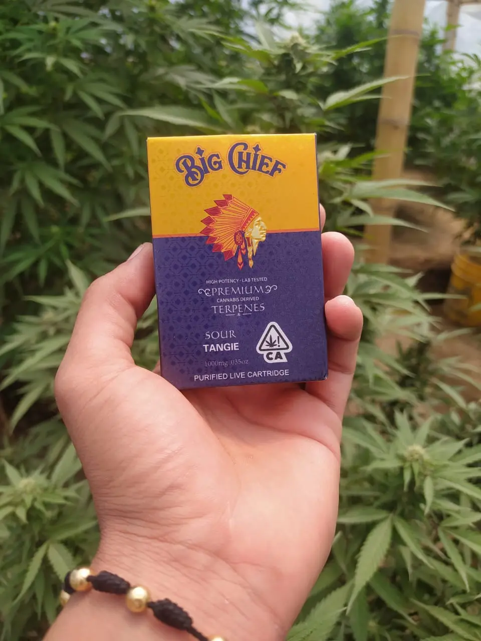 Caja de cartucho Big Chief Sour Tangie con diseño amarillo y morado, sostenida por una mano frente a plantas de cannabis.