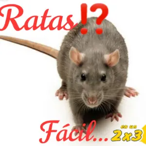 Xin Ratas 12 Cebos