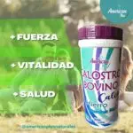 Calostro Bovino con Hongo Shitake