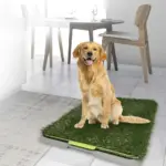 Perro golden retriever sentado sobre tapete de entrenamiento con pasto sintético verde, base gris y bandeja escurridora en habitación moderna.