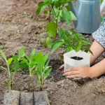 Manos trasplantando una plántula en una bolsa de vivero biodegradable blanca sobre tierra en un huerto.