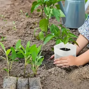 Manos trasplantando una plántula en una bolsa de vivero biodegradable blanca sobre tierra en un huerto.