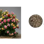 Set x2 Kit de Germinación Rosa Arbusto Mix - Cultiva tus Rosas Fáciles en Casa