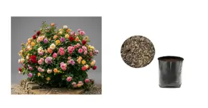 Set x2 Kit de Germinación Rosa Arbusto Mix - Cultiva tus Rosas Fáciles en Casa