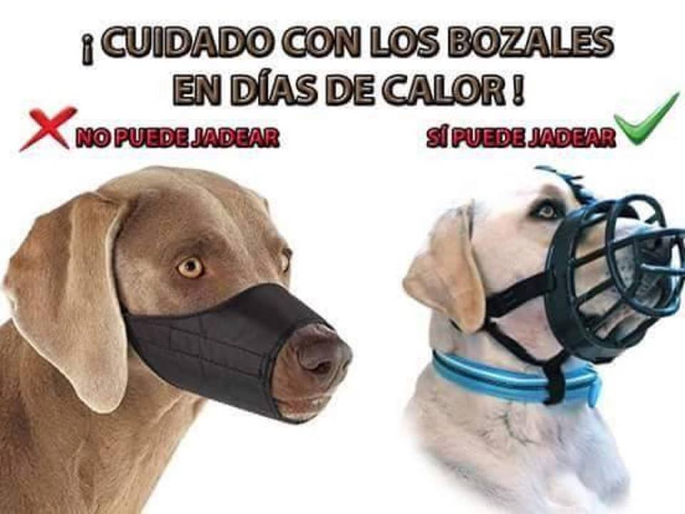 Comparación de dos bozales para perros: uno de tela cerrada que impide jadear y otro tipo cesta plástica que sí lo permite.