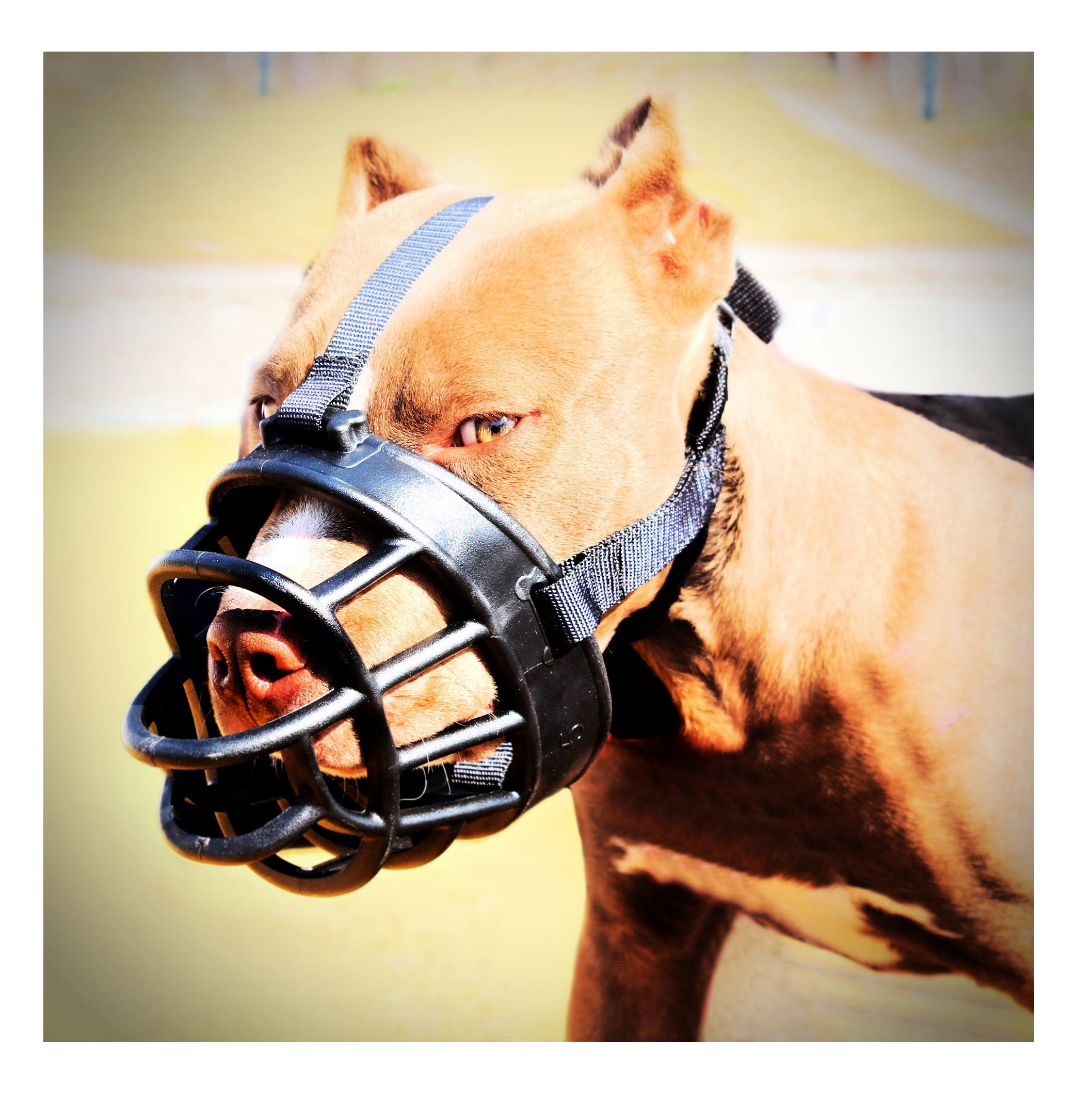Bozal de canasta negro para perro con diseño de plástico resistente y correas ajustables de tela, puesto en un pitbull marrón.