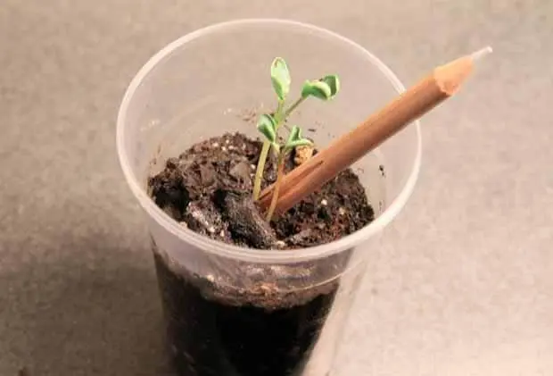 Lápiz plantable de madera con punta de semillas junto a un pequeño brote verde creciendo en tierra dentro de un vaso transparente.