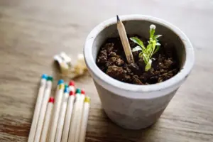 Set x2 Lápiz plantable ecológico con semillas de plantas (10 und) - reduces residuos mientras cultivas hierbas en casa