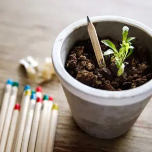 Lápices ecológicos con puntas de colores junto a una maceta blanca con tierra y un brote verde, mostrando su función de ser plantados.