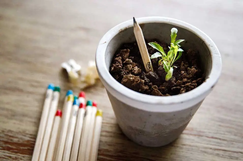 Lápices ecológicos con puntas de colores junto a una maceta blanca con tierra y un brote verde, mostrando su función de ser plantados.