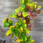 Mano sosteniendo ramas de planta artificial decorativa multicolor con hojas verdes, amarillas y rojizas de aspecto brillante.