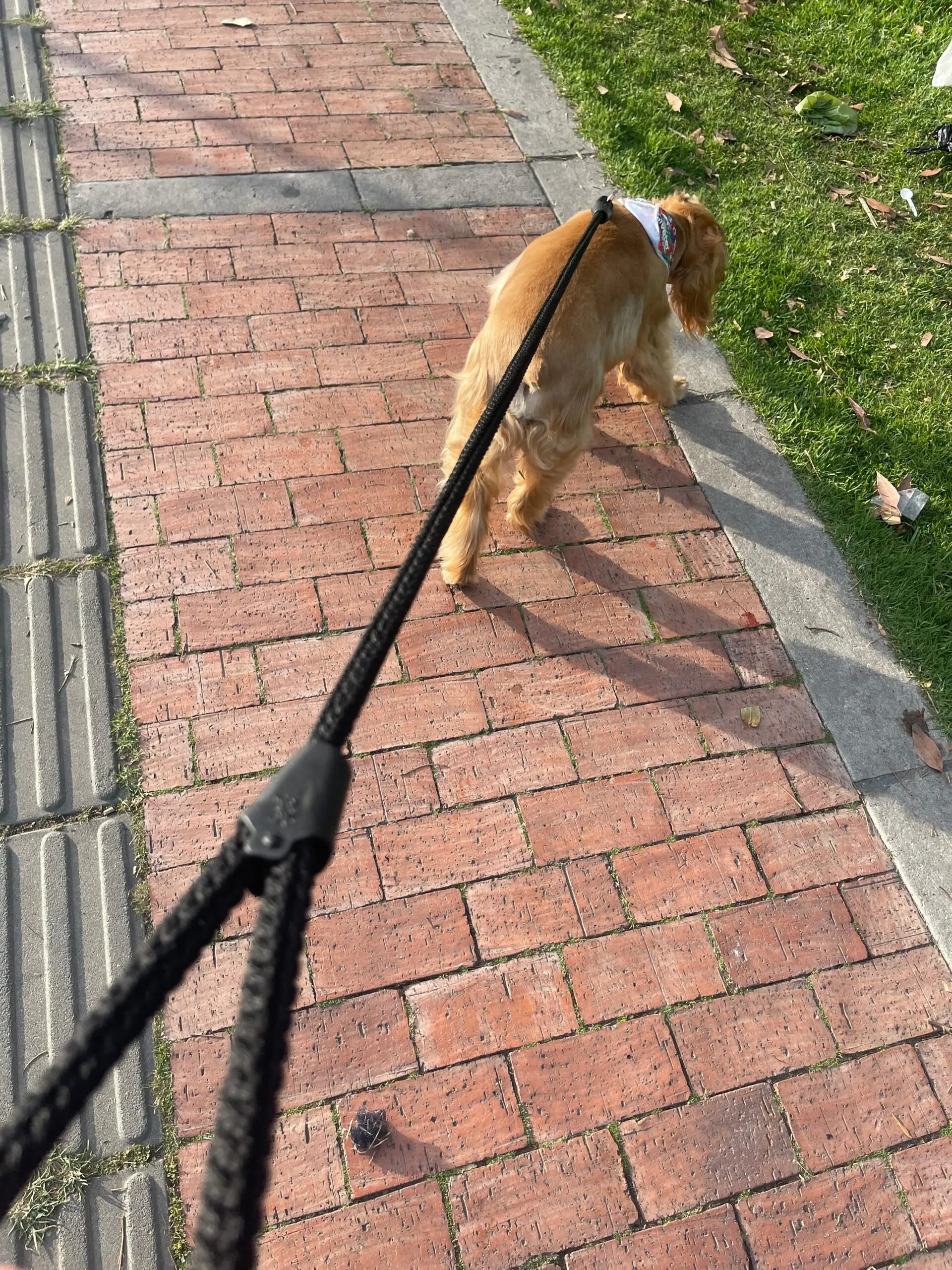 Correa negra de cuerda trenzada y resistente, vista en uso durante un paseo con un perro sobre un camino de ladrillos.