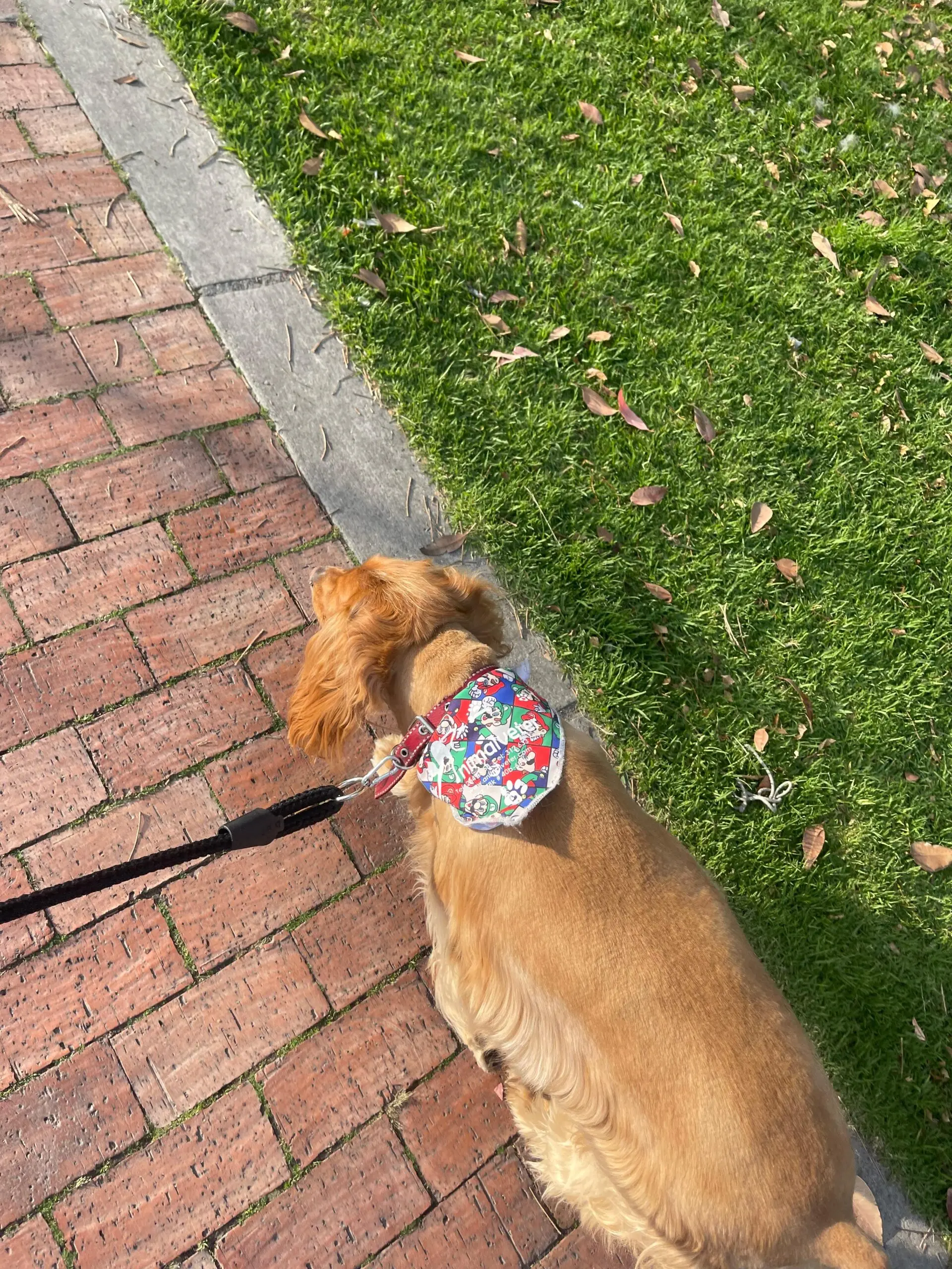 Correa negra resistente para perro con arnés estampado, vista desde arriba en un paseo sobre ladrillos y césped.