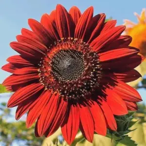 Set x3 Semillas de Girasol Rojo Helianthus annuus - Decora tu jardín con flores vibrantes