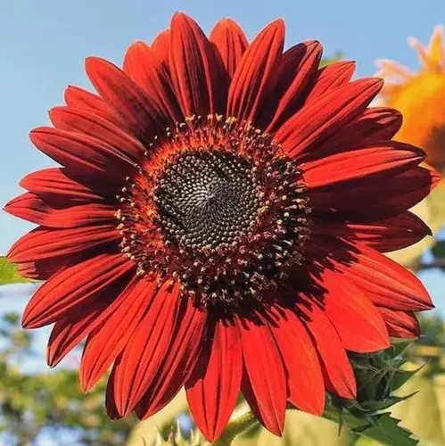 Semillas de Girasol Rojo Helianthus annuus en floración, pétalos rojos intensos y centro oscuro, ideal para decorar jardines.