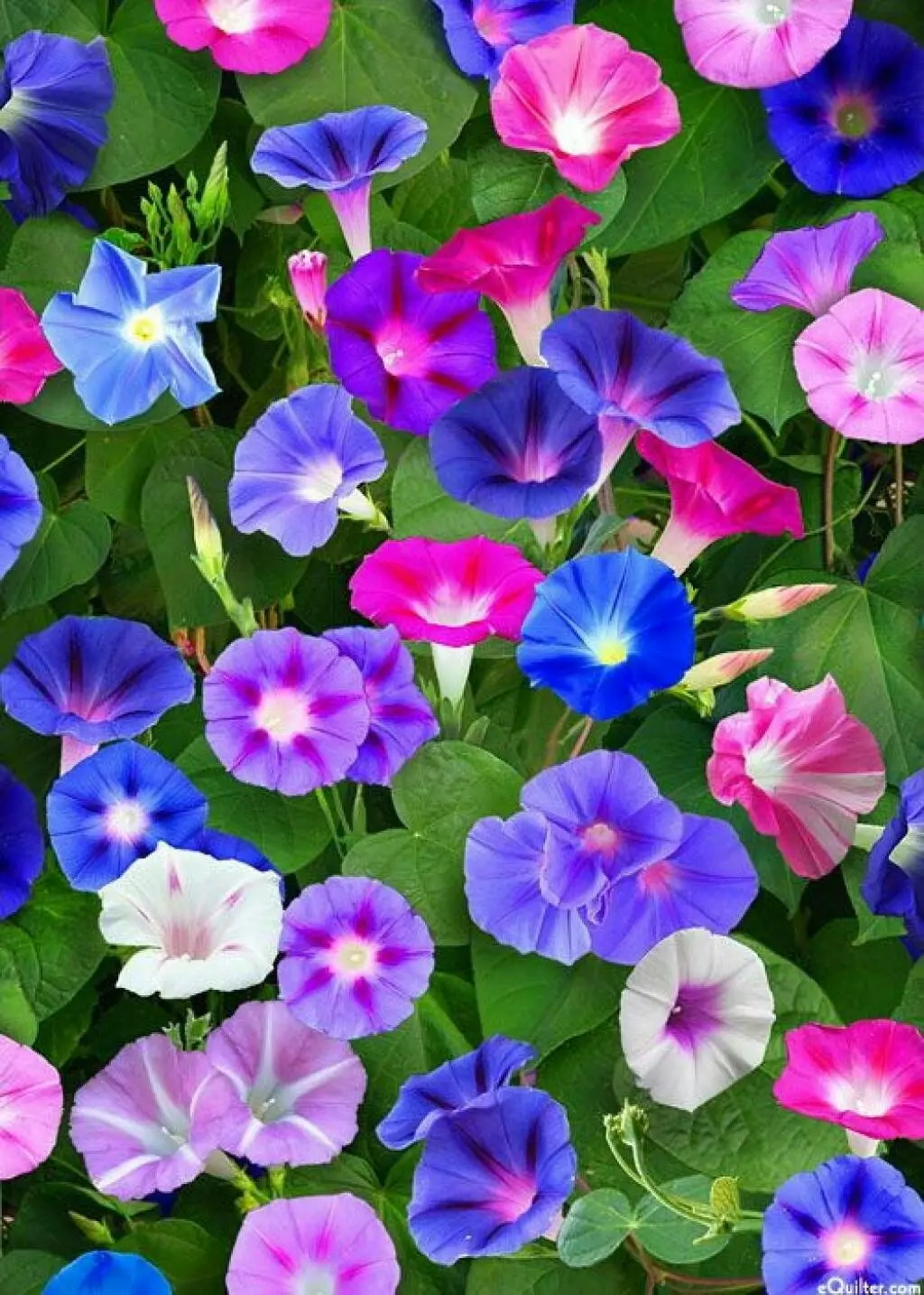 Set x2 semillas de campanillas con flores variadas en tonos azules, morados, rosados y blancos para jardín.