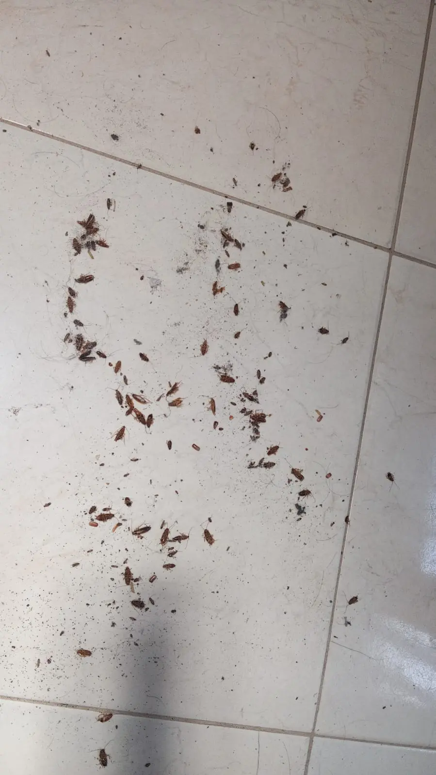 Pisos con rastro de cucarachas y residuos secos del spray matacucarachas sin olor.