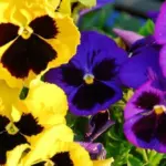 Semillas de pensamiento gigante Viola wittrockiana surtidas, flores con pétalos amarillos y morados con centro negro.