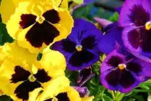 100 Semillas de Flores Pensamiento