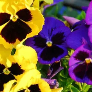 Semillas de pensamiento gigante Viola wittrockiana surtidas, flores con pétalos amarillos y morados con centro negro.