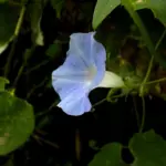 Flor de campanilla azul claro con centro blanco, tallo verde y hojas alrededor en un jardín exterior.
