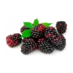 Grupo de moras frescas y maduras con hojas verdes brillantes, mostrando texturas rugosas y tonos oscuros con partes rojizas sobre fondo blanco.