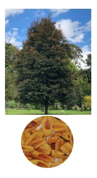 Árbol guayacán de manizales frondoso en pradera verde con primer plano circular de semillas nativas alargadas y tostadas para germinación.
