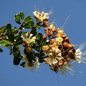 Ramas en flor con flores blancas de largos estambres y hojas verdes contra un cielo azul.