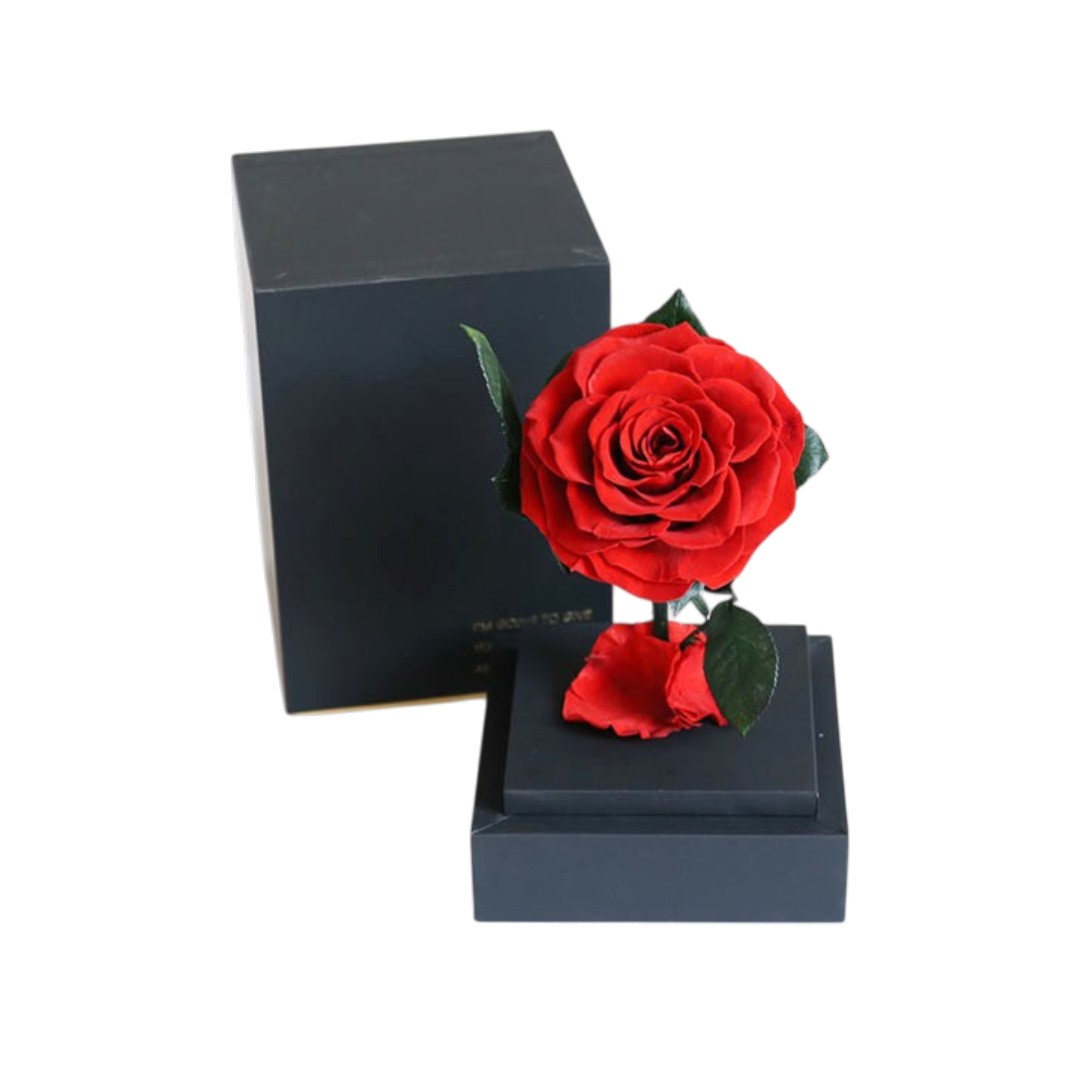 Rosa preservada natural en cúpula acrílica decorativa - Decora tu hogar u oficina durante años sin mantenimiento