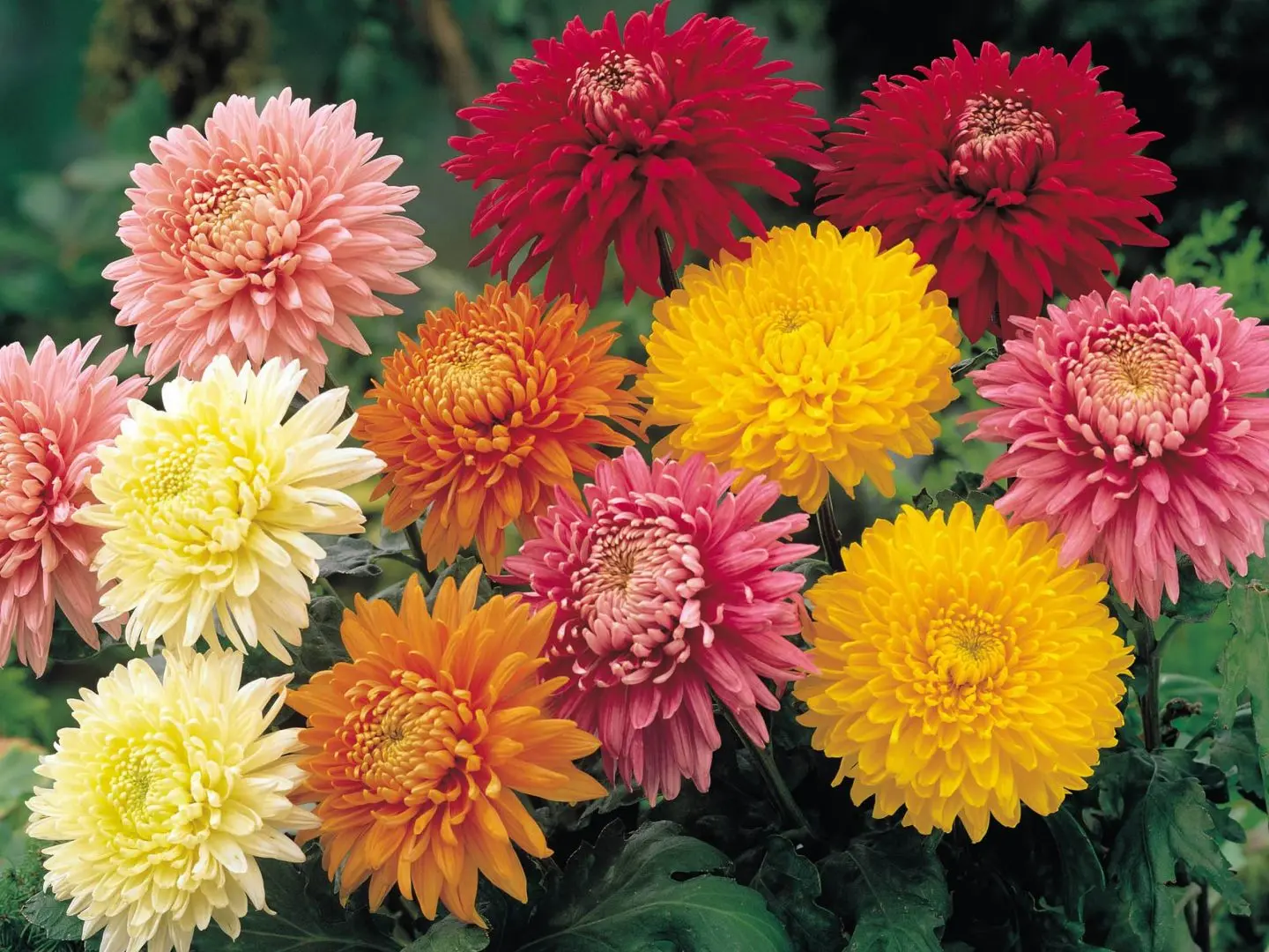 Semillas de crisantemos con flores pompones naturales en variados colores como amarillo, naranja, rojo y rosado para exterior.