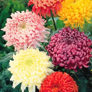 Set x2 Semillas de crisantemos de colores surtidos para exterior - Embelleces tu jardin con flores ornamentales naturales