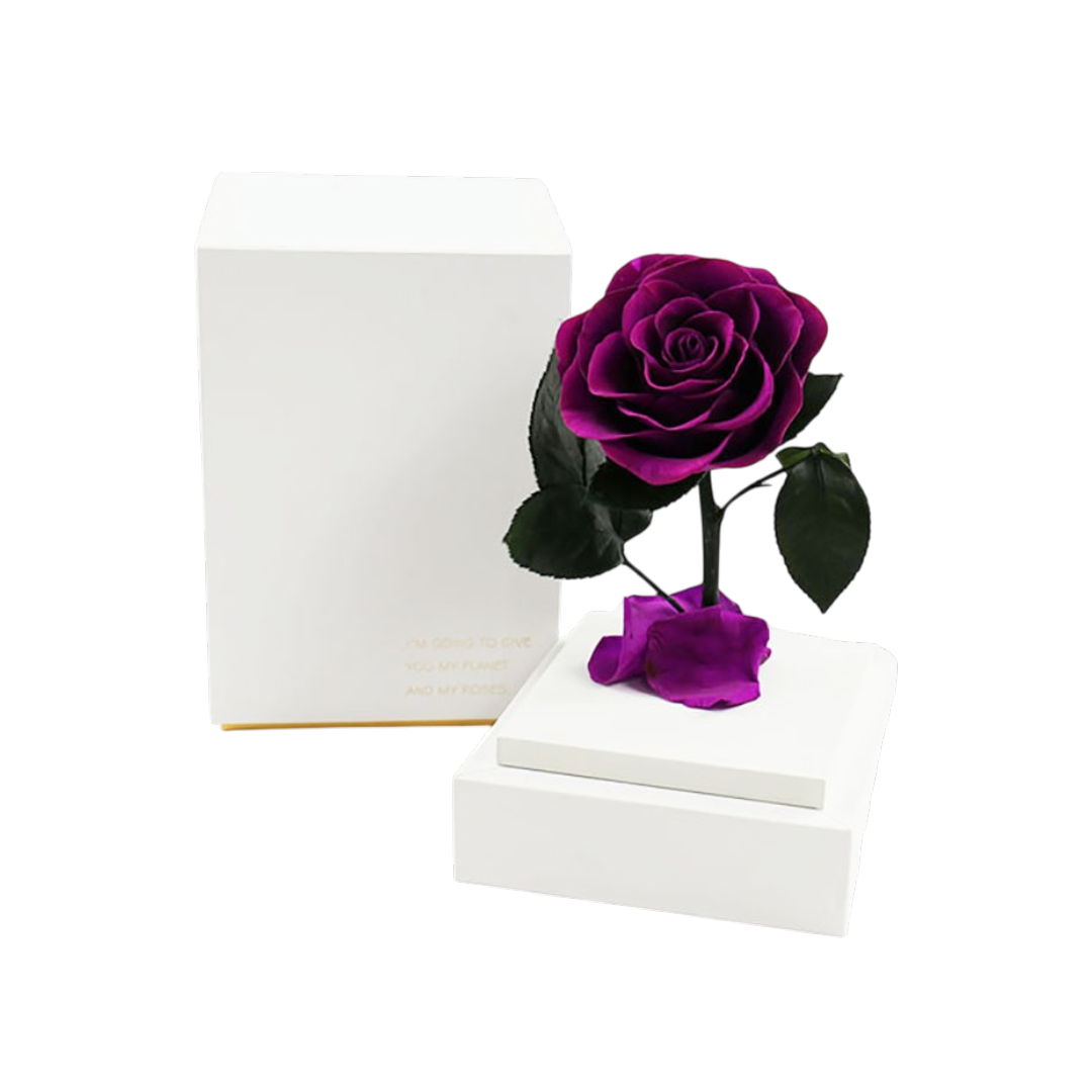 Rosa preservada natural en cúpula acrílica decorativa - Decora tu hogar u oficina durante años sin mantenimiento
