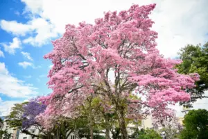 Set x2 Semilla de Árbol Guayacán Rosado ornamental nativo - Transformas tu jardín con una floración abundante
