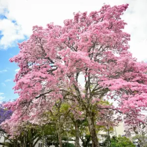 Set x2 Semilla de Árbol Guayacán Rosado ornamental nativo, con abundante floración rosa intenso en la copa y ramas extendidas bajo cielo azul.