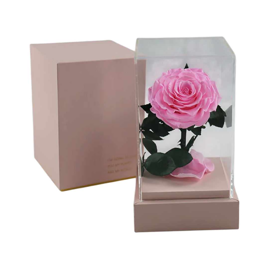Rosa preservada natural en cúpula acrílica decorativa - Decora tu hogar u oficina durante años sin mantenimiento