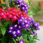 Set de semillas de verbena con flores rojas y moradas agrupadas en ramilletes, listas para cultivar en jardín o balcón.