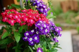 Set x3 Semillas de flores Verbena para jardín y balcones - Cultiva plantas ornamentales que atraen polinizadores