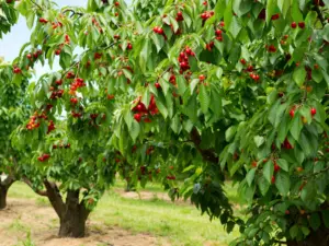 Set x3 Semillas de Árbol de Cereza para jardín y huerto - Cultivas tus propias frutas frescas en casa