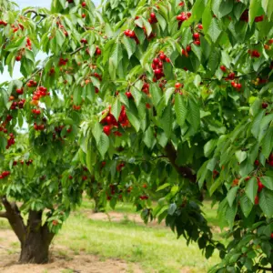 Árbol frondoso con ramas cargadas de cerezas rojas maduras y brillantes en huerto al aire libre con suelo de pasto y tierra.