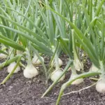 Semillas de cebolla cabezona blanca, cultivo en tierra con bulbos firmes y hojas verdes.