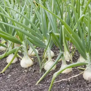 Semillas de cebolla cabezona blanca, cultivo en tierra con bulbos firmes y hojas verdes.