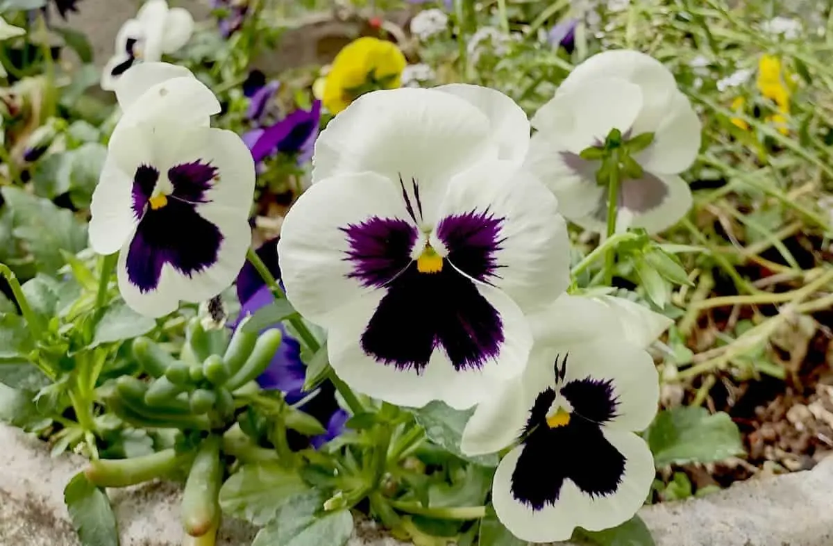 Set x2 semillas de pensamiento blanco con centro morado oscuro y amarillo para jardín, en primer plano y alta definición.