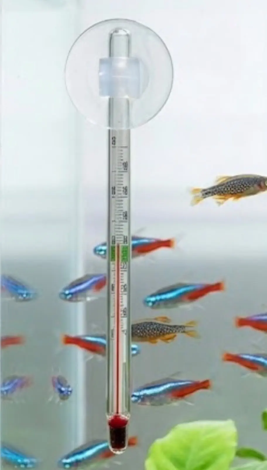 Termómetro de vidrio cilíndrico para acuario con ventosa transparente superior y líquido rojo indicador en la base sumergida, rodeado de peces pequeños.