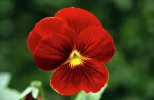 Set x2 Semillas de flores pensamiento rojo para jardín exterior - Embellece balcones y terrazas con colores intensos