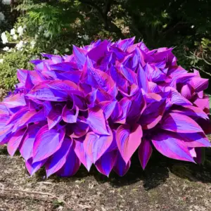 Set x3 Semillas de hostas de colores para exterior y sombra - Transformas tu jardín con follaje llamativo