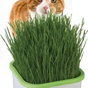 Gato atigrado naranja detrás de una maceta cuadrada blanca con borde verde, llena de hierba gatuna fresca y alta para el consumo de mascotas.